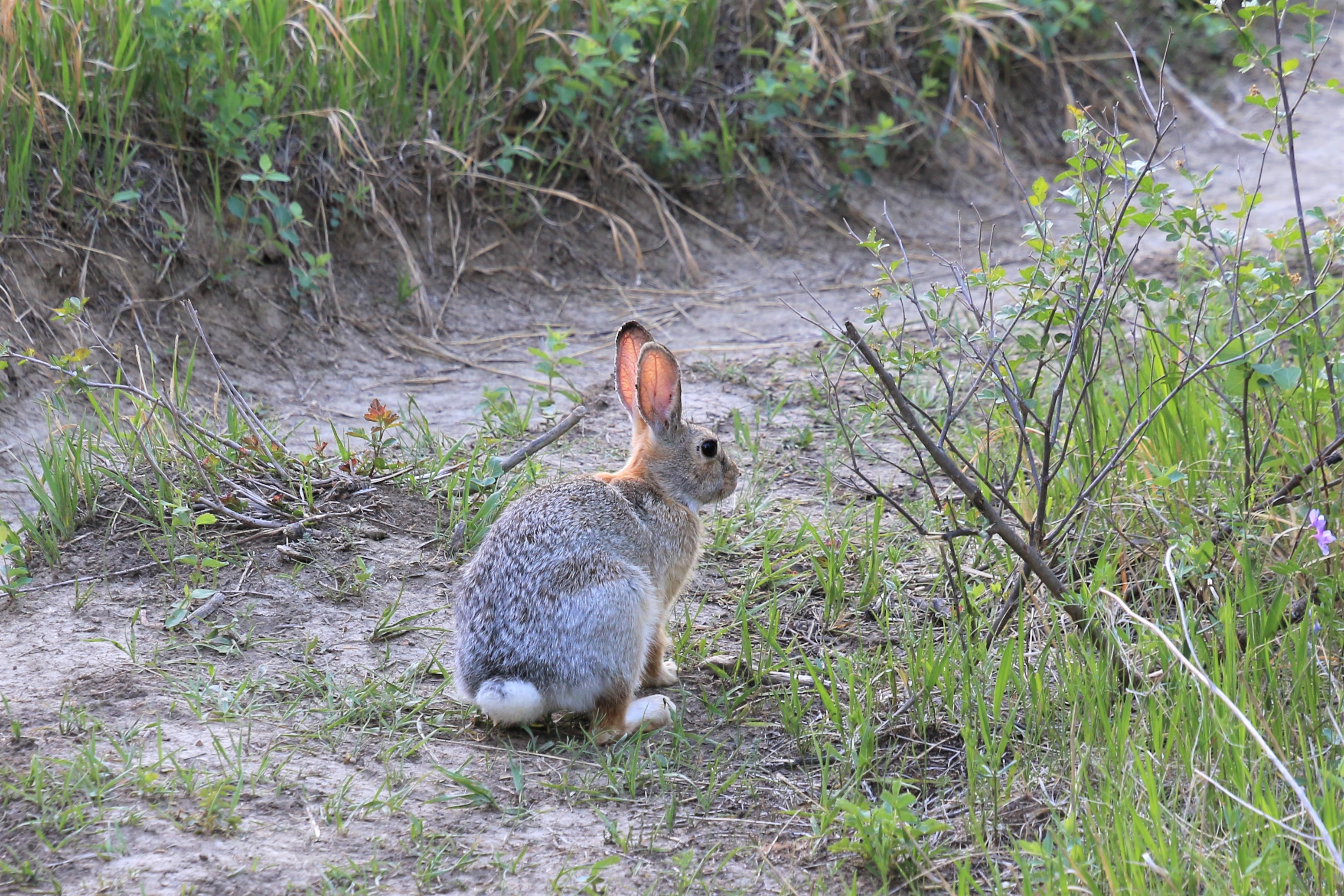 Theodore Roosevelt NP